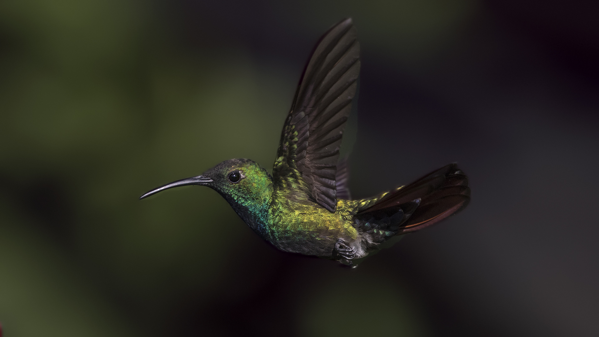 Green-breasted Mango